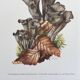 Illustration botanique "champignons", années 60