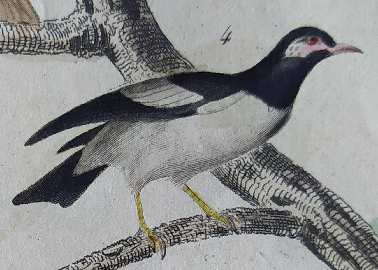 Planche Ornithologique originale " Pique bœuf - Etourneau vulgaire - &c... " Buffon 1836