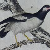 Original Ornithological plate " Pique boeuf - Etourneau vulgaire - &c... " Buffon (1836)