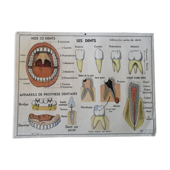 Rossignol educational poster