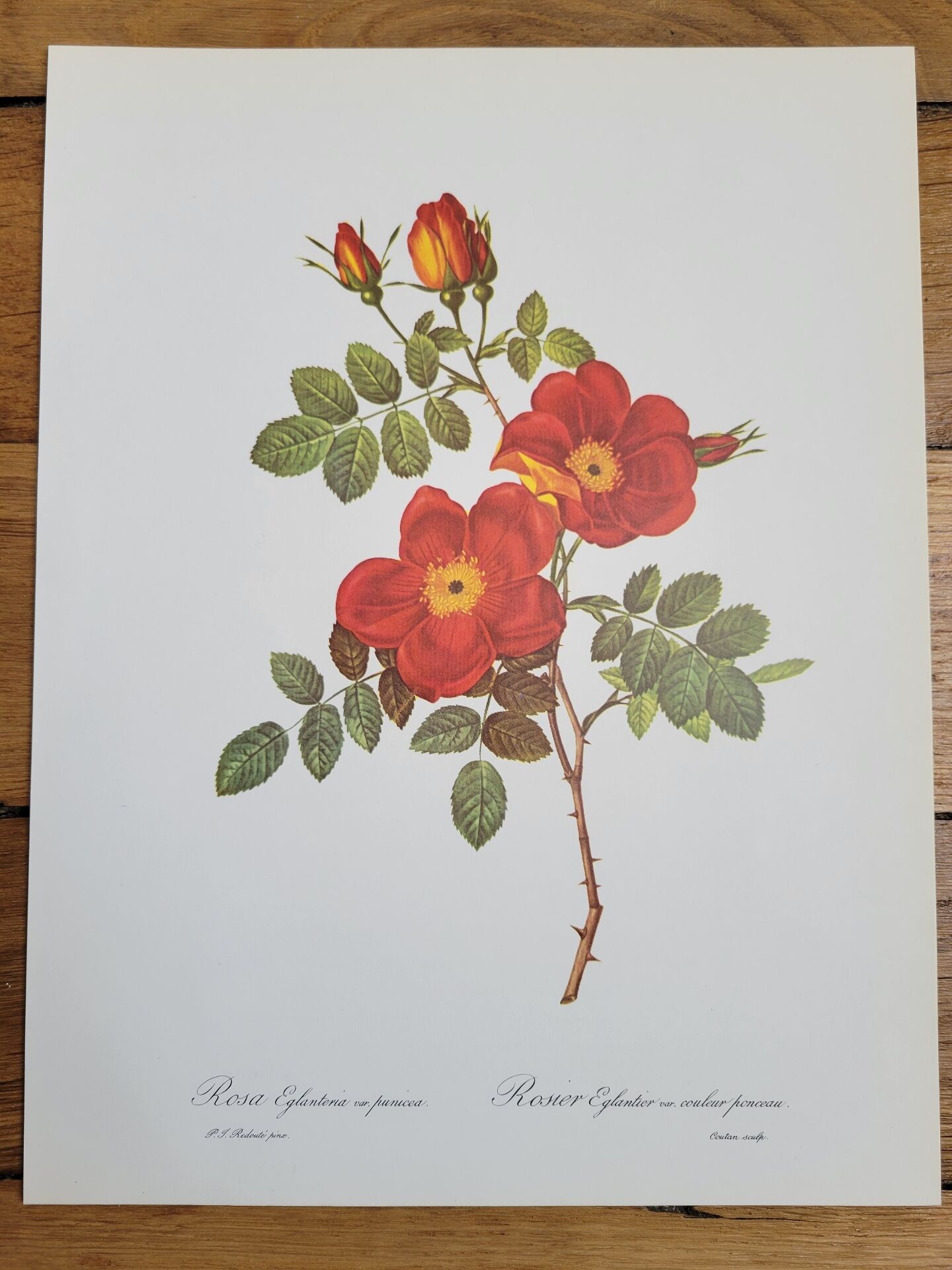 Botanical plate Wild Rose, P.J. Redouté, 1960
