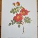 Botanical plate Wild Rose, P.J. Redouté, 1960
