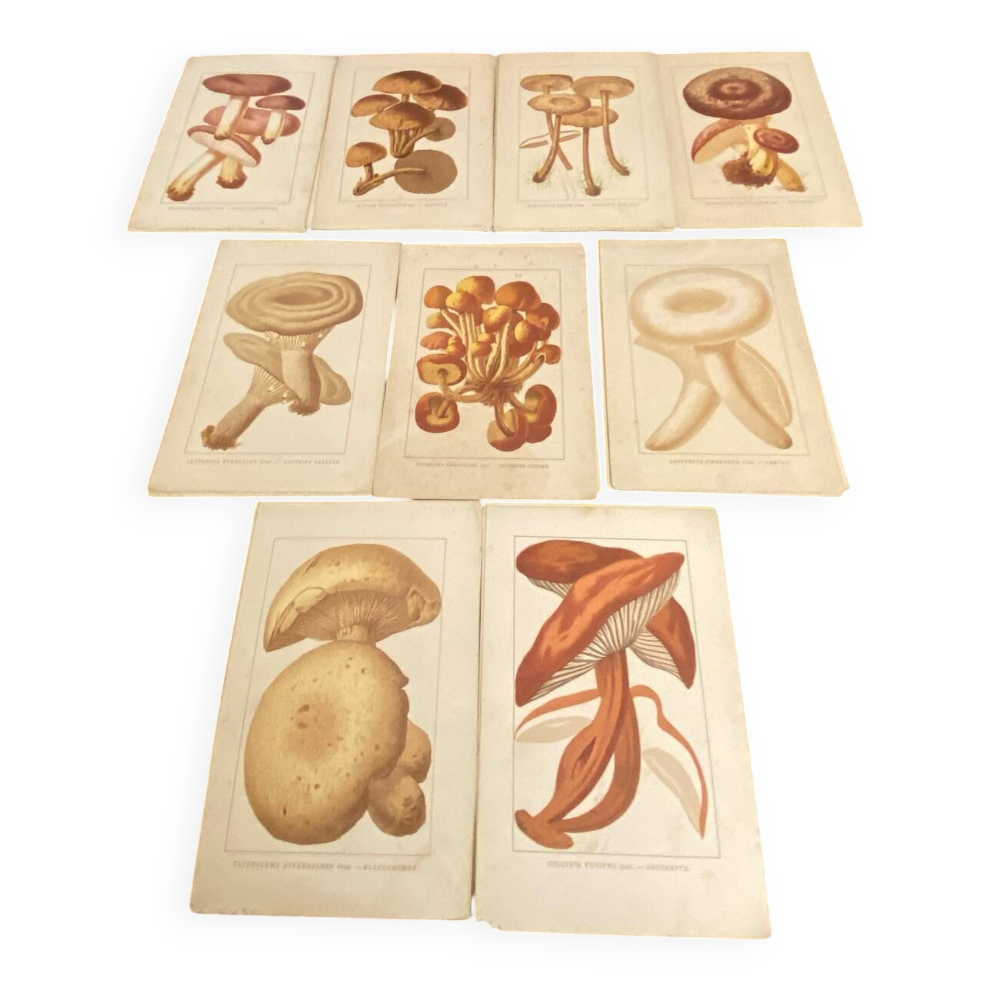 Series of 27 plates h. baillon iconography flora mushrooms vintage
