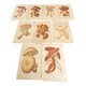 Series of 27 plates h. baillon iconography flora mushrooms vintage