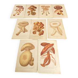 Series of 27 plates h. baillon iconography flora mushrooms vintage