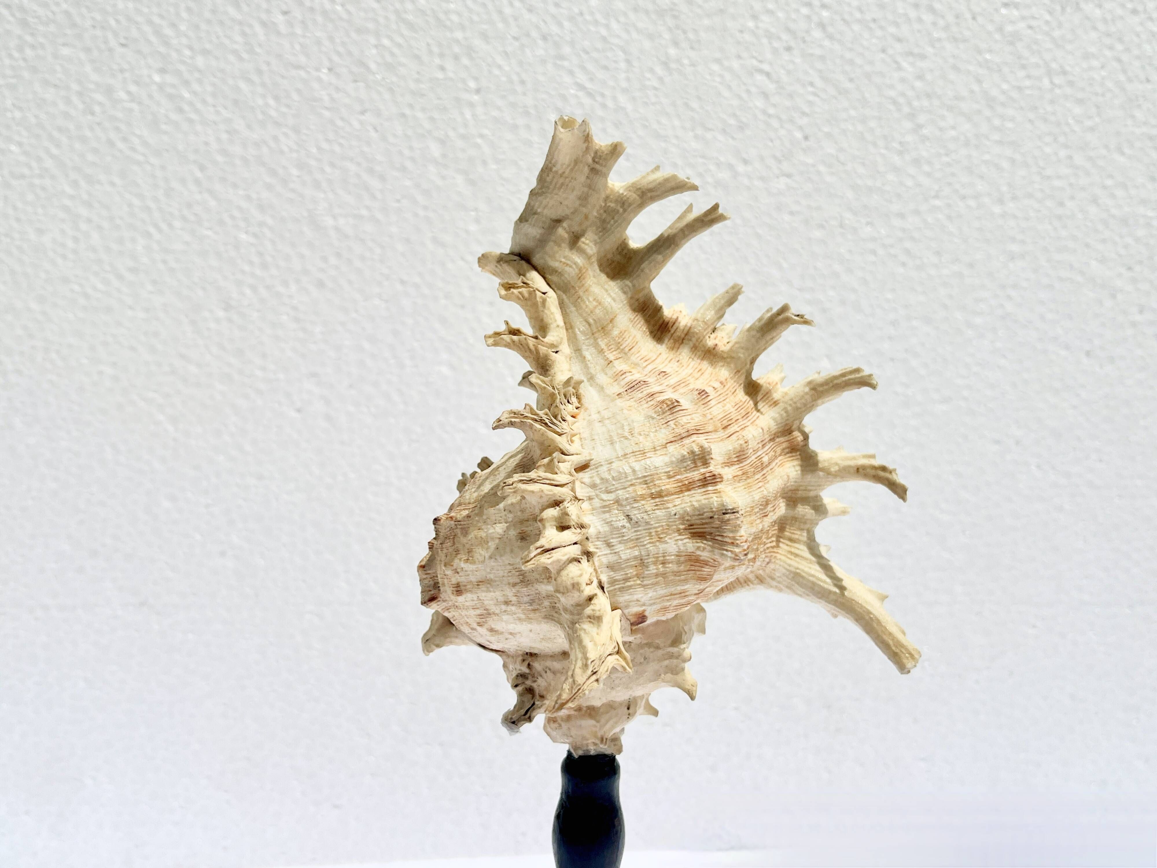 Old Murex Ramosus shell on turned wooden base Napoleon III 19th century cabinet of curiosities