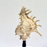 Old Murex Ramosus shell on turned wooden base Napoleon III 19th century cabinet of curiosities