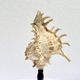 Old Murex Ramosus shell on turned wooden base Napoleon III 19th century cabinet of curiosities