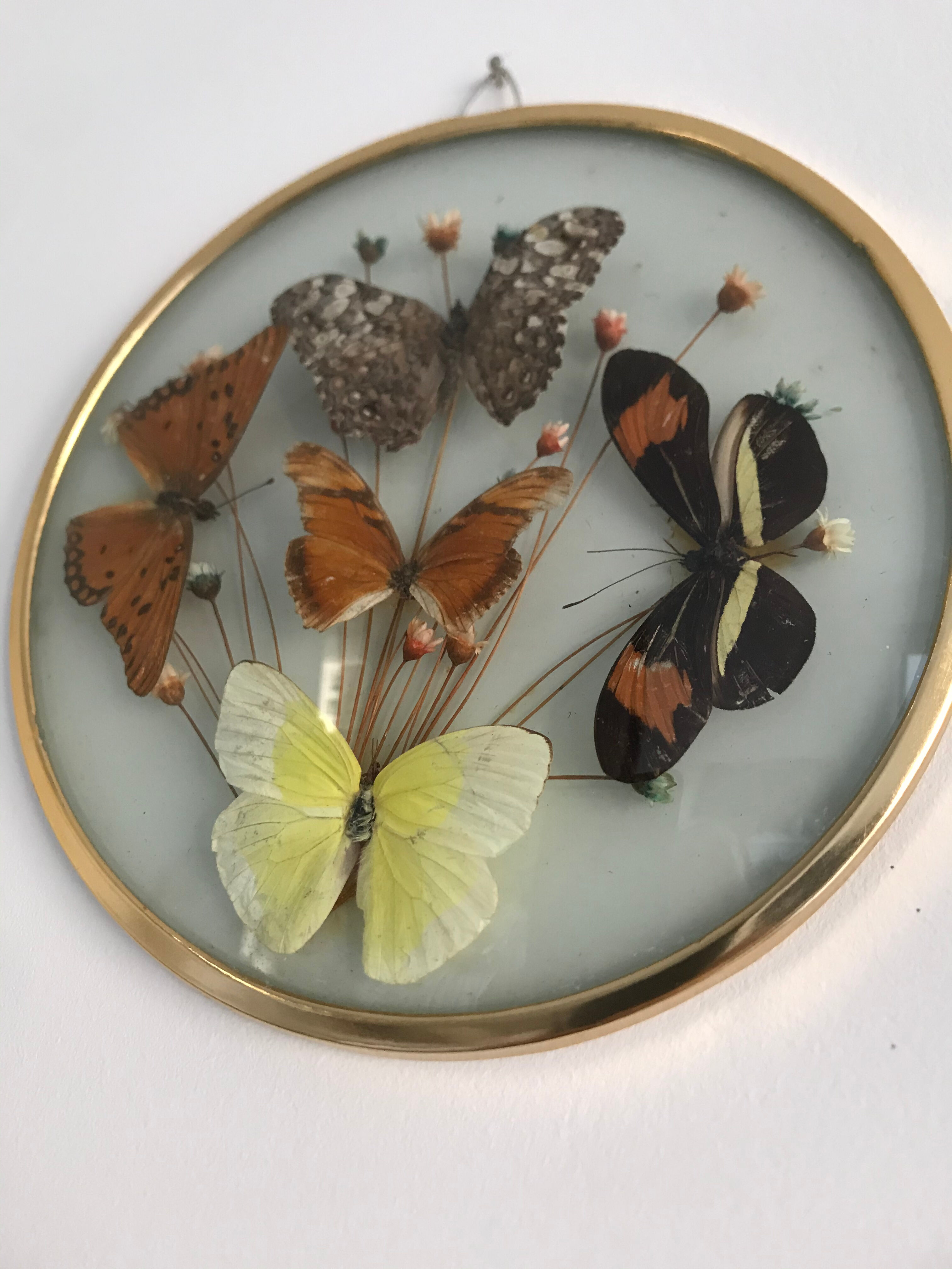 Vintage butterfly frame