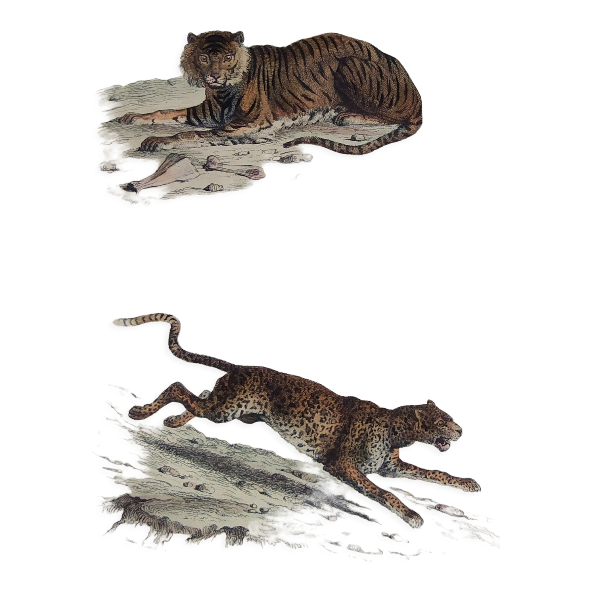 ORIGINAL ZOOLOGICAL PLATE OF 1839 " Tiger & Panther "