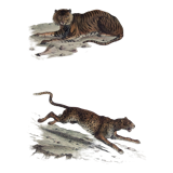 ORIGINAL ZOOLOGICAL PLATE OF 1839 " Tiger & Panther "