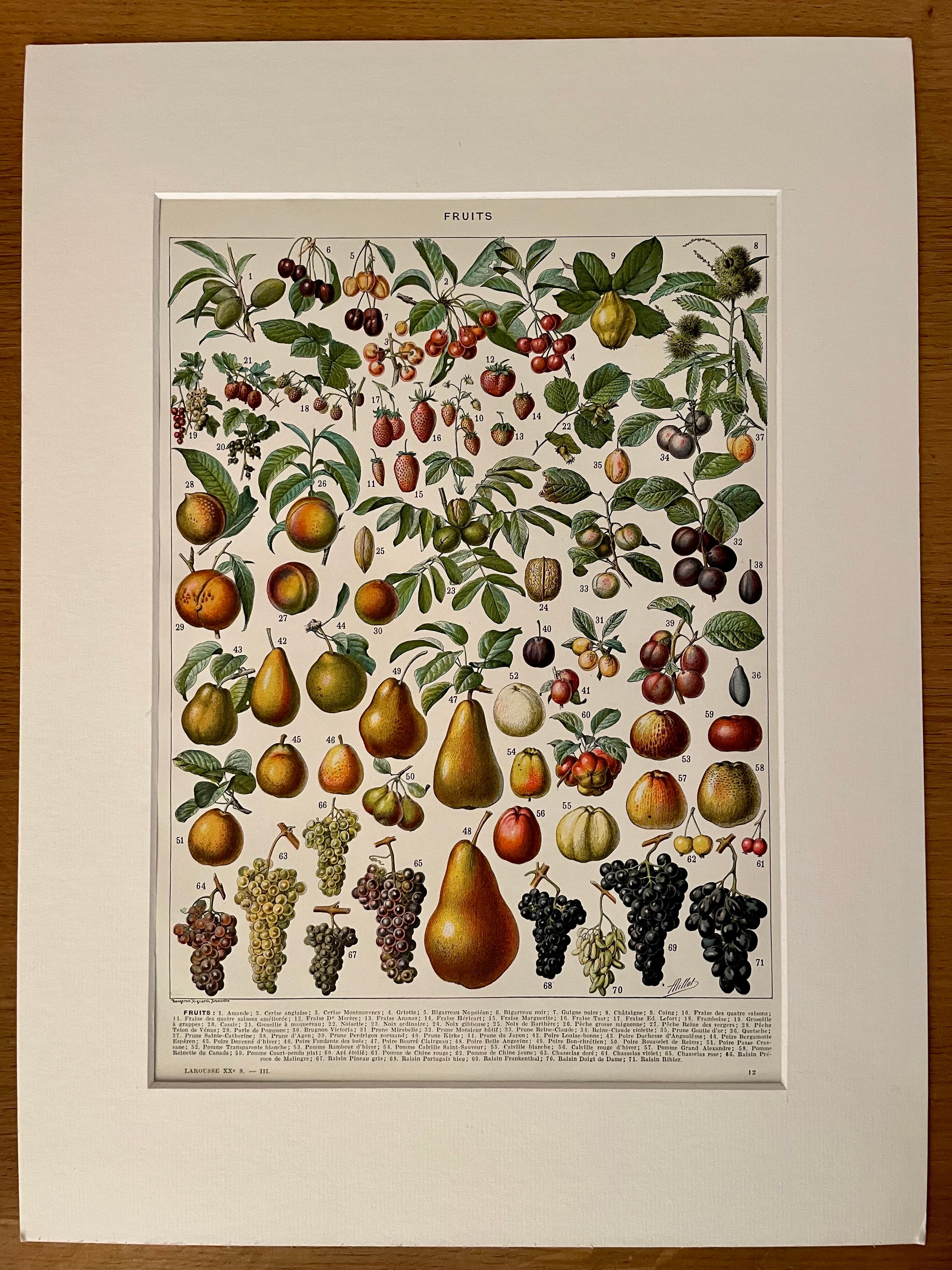 Lithograph on fruits - 1930