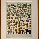 Lithograph on fruits - 1930
