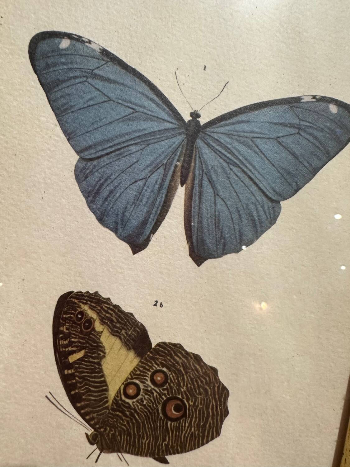 Butterflies lithograph frame