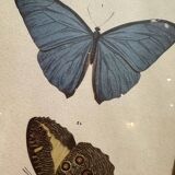 Butterflies lithograph frame