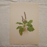 Set of 4 Geigy botanical boards