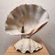 Clam shell lamp