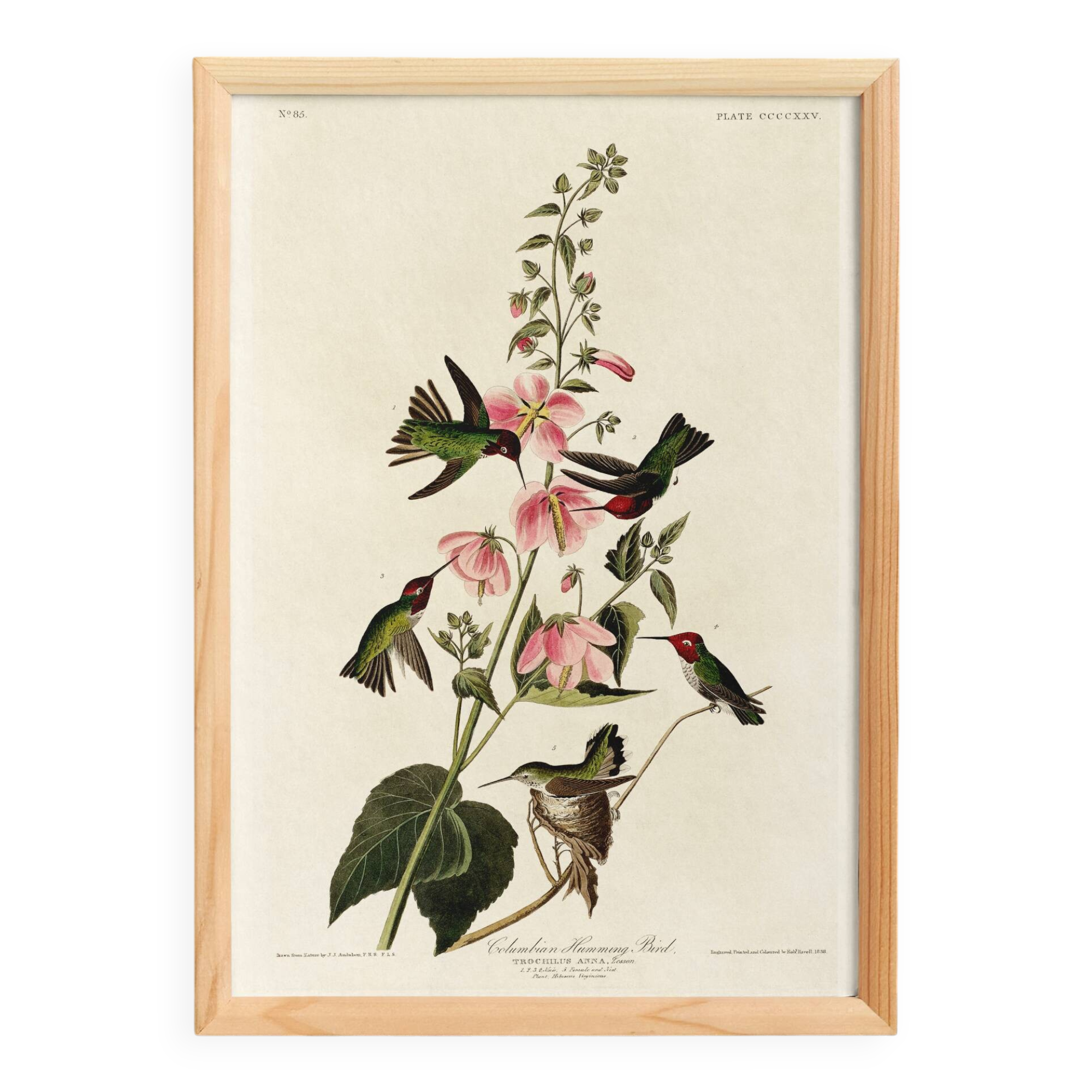 Affiche sur les colibris d’Anna, d’après une gravure ancienne de 1827.