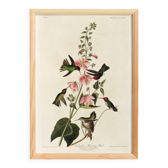Poster about Anna's hummingbirds, based on an old engraving from 1827.