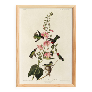 Poster about Anna's hummingbirds, based on an old engraving from 1827.