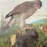 Affiche pédagogique oiseaux