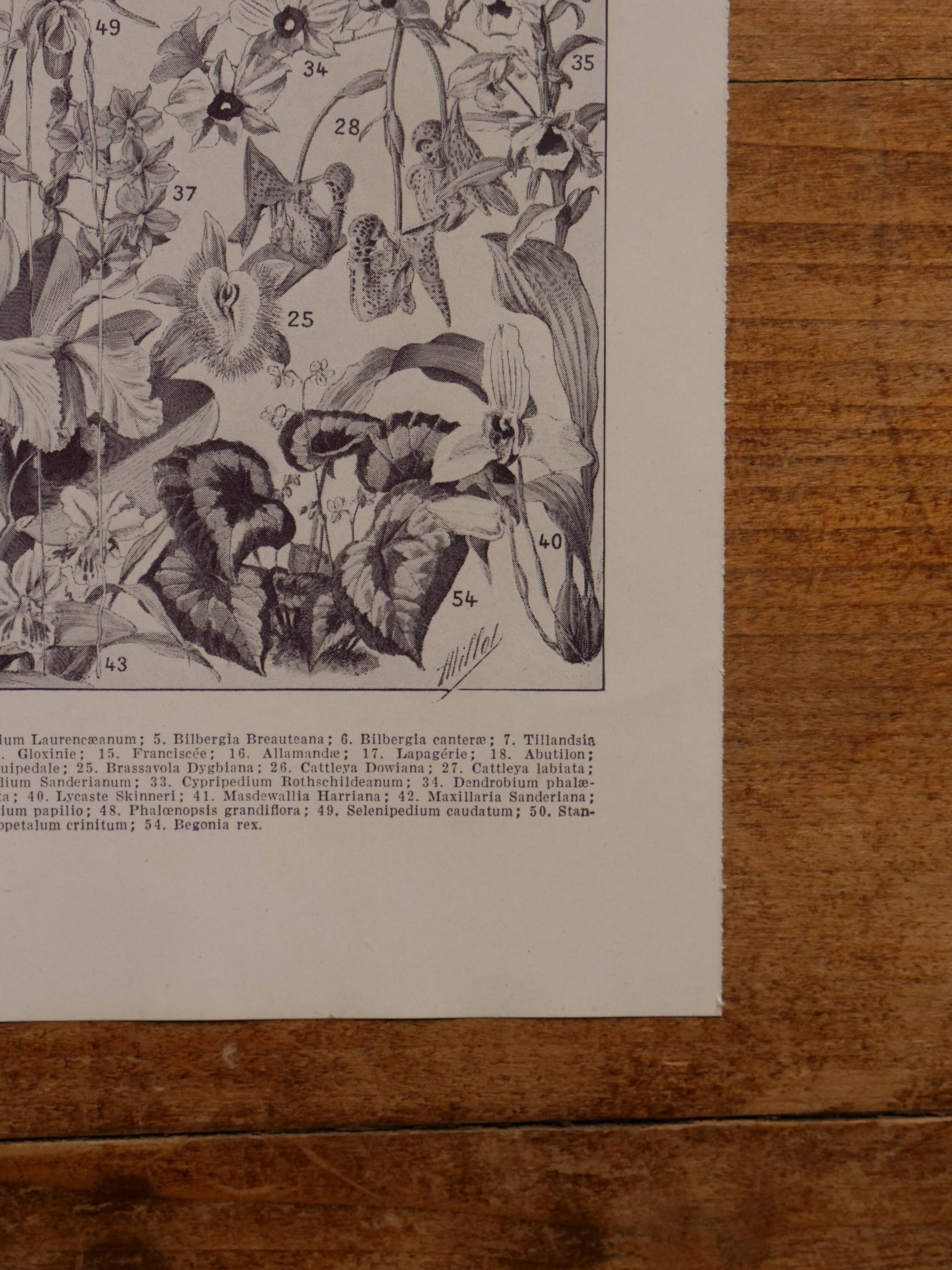 Original lithographs on flowers