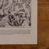 Lithographies originales sur les fleurs