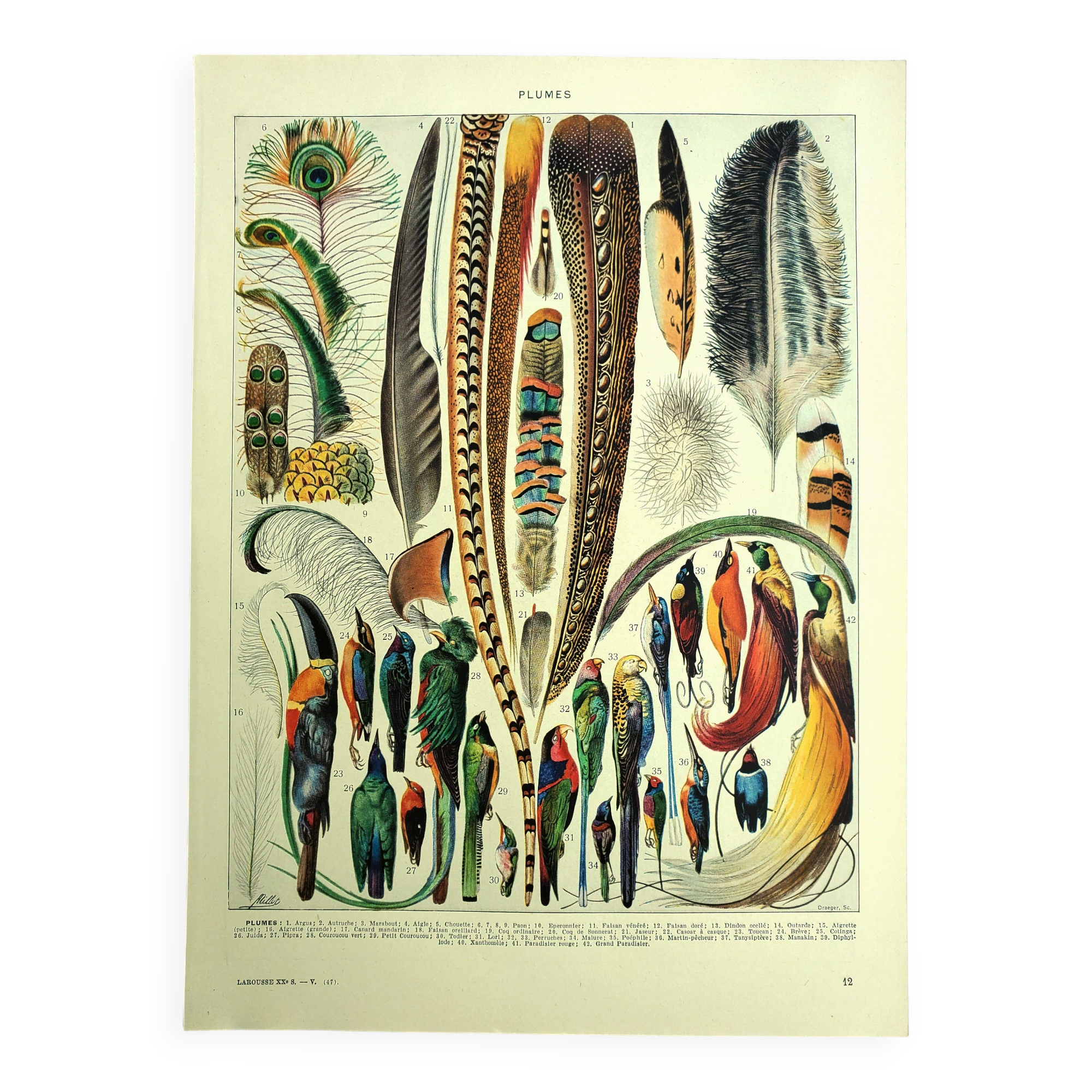 Antique lithograph 1928 A. Millot - Feathers, birds, wings, bird of paradise