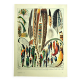 Antique lithograph 1928 A. Millot - Feathers, birds, wings, bird of paradise
