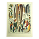 Lithographie ancienne 1928 A. Millot - Plumes, oiseaux, ailes, paradisier