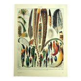 Lithographie ancienne 1928 A. Millot - Plumes, oiseaux, ailes, paradisier