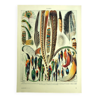 Antique lithograph 1928 A. Millot - Feathers, birds, wings, bird of paradise