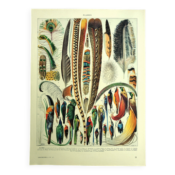 Antique lithograph 1928 A. Millot - Feathers, birds, wings, bird of paradise