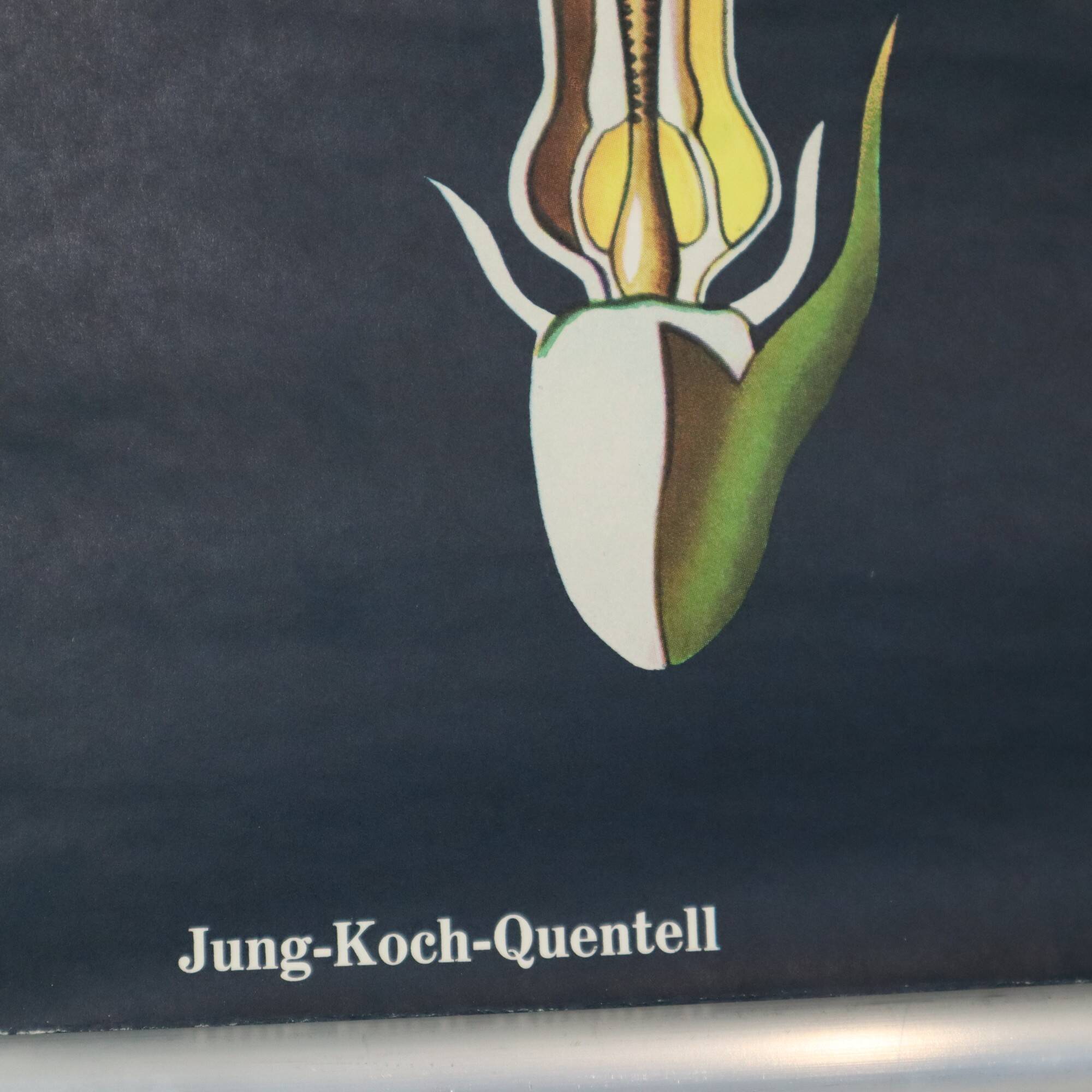 Large Vintage School Card Sunflower Jung Koch Quentell 117cm