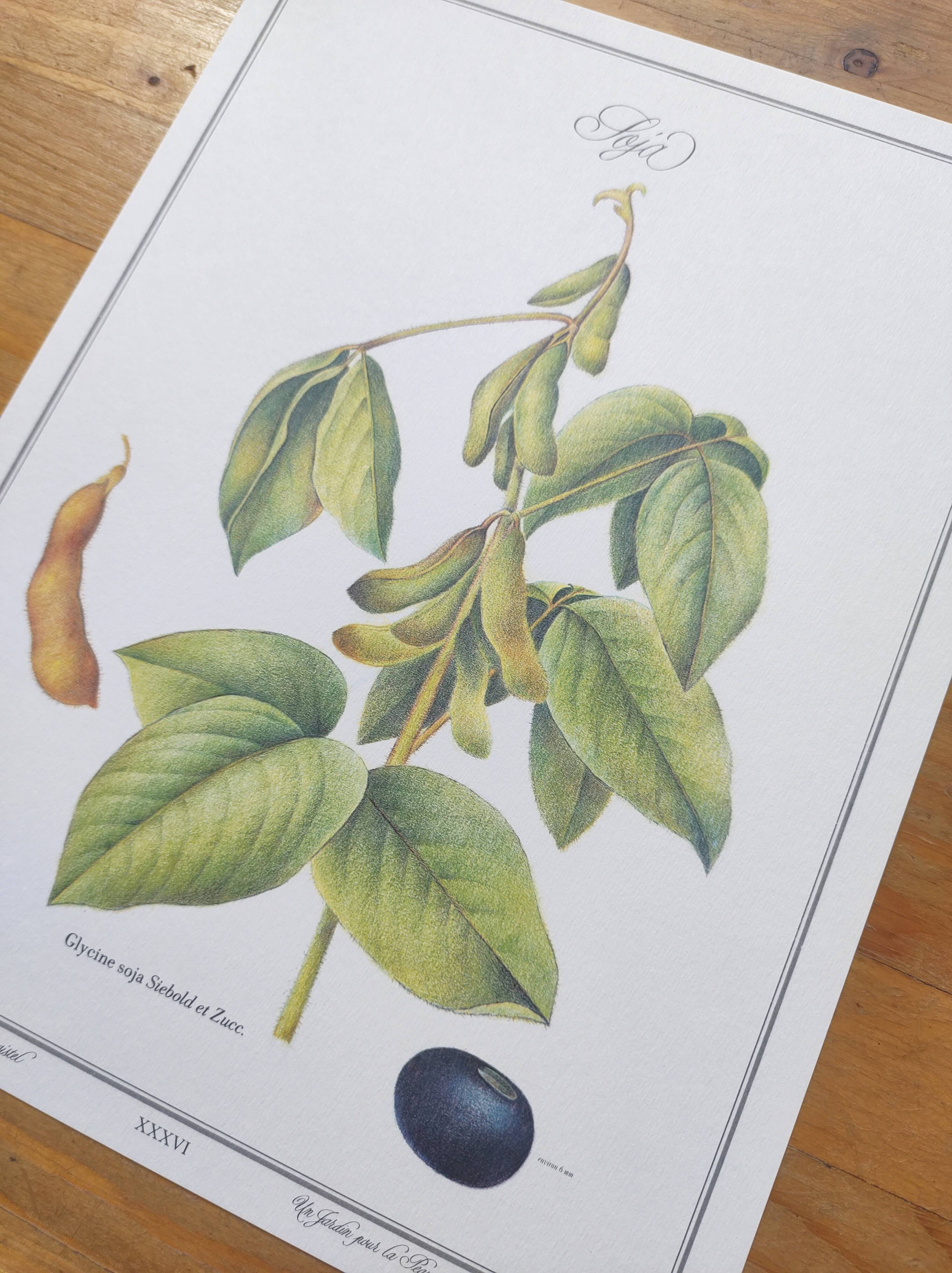 Botanical illustration -Soybean- Engraving of medicinal plants and flowers. Pastels by C. Michaut