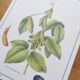 Botanical illustration -Soybean- Engraving of medicinal plants and flowers. Pastels by C. Michaut