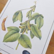 Botanical illustration -Soybean- Engraving of medicinal plants and flowers. Pastels by C. Michaut