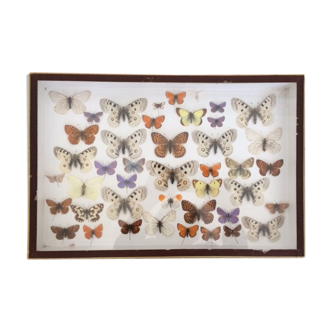 Papillons naturalisés