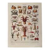Lithograph on crustaceans - 1930
