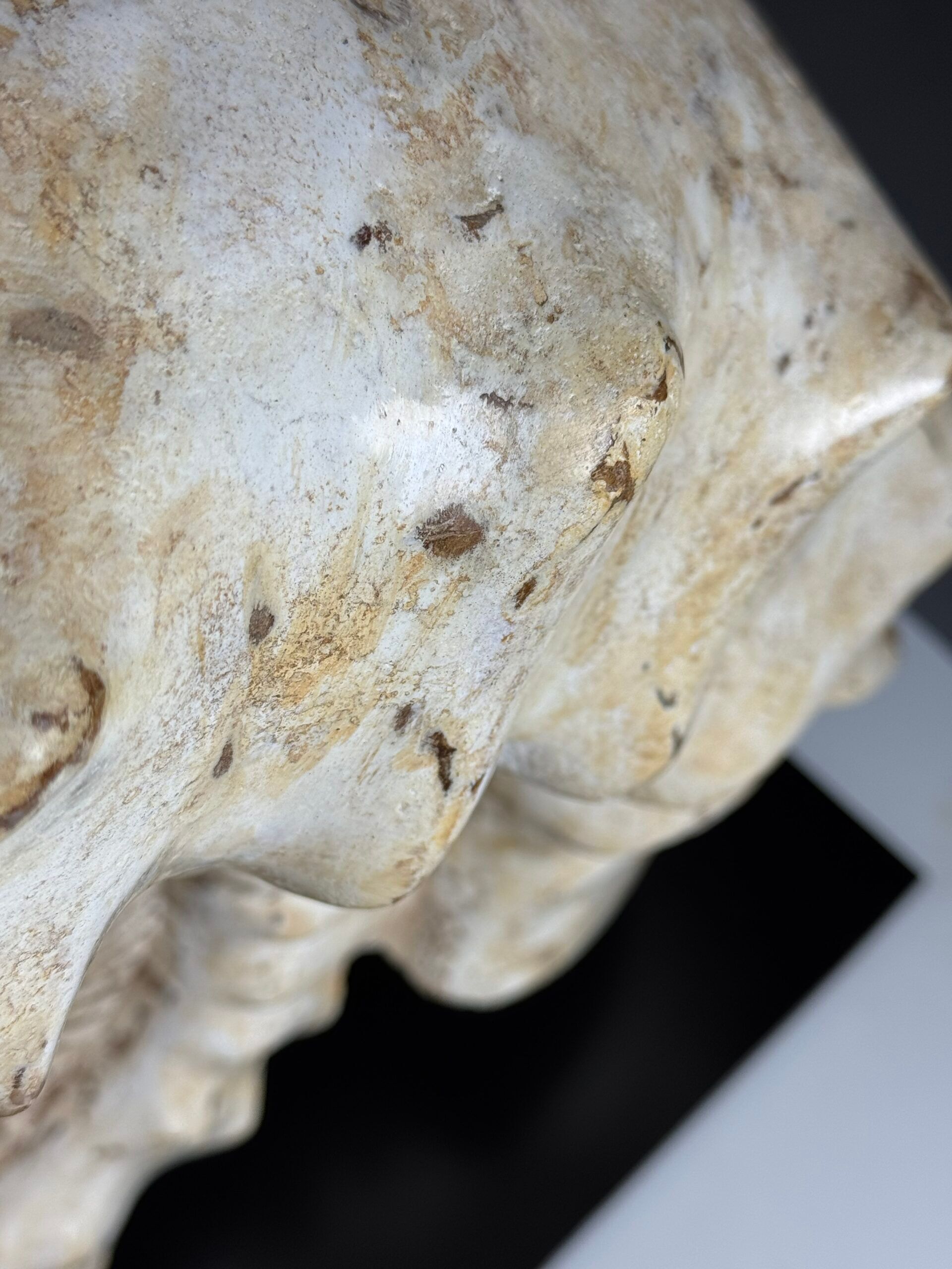 Fossile d'ammonite sur support