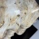 Fossile d'ammonite sur support