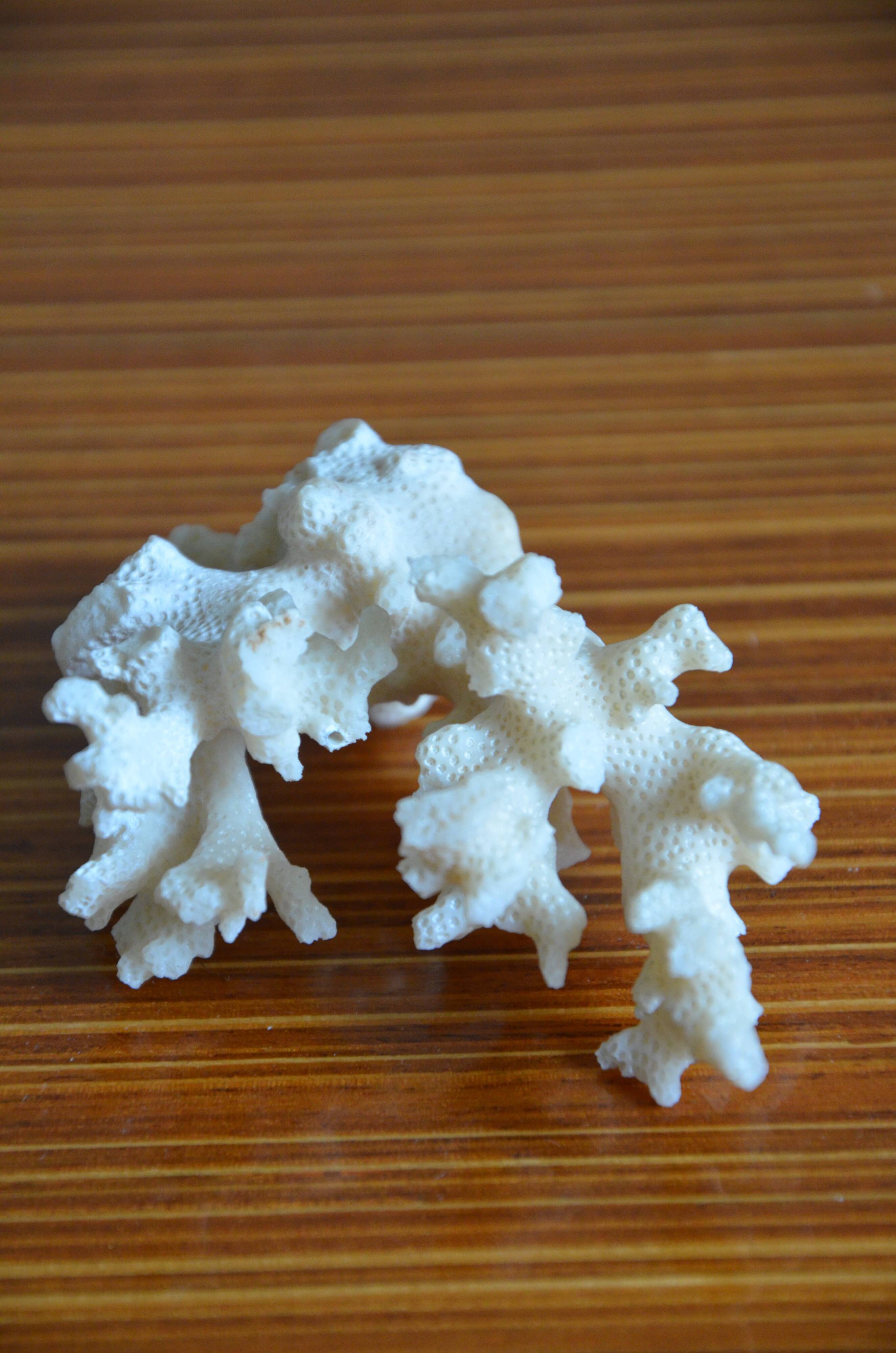 Lot of 3 pieces of coral