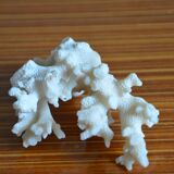 Lot of 3 pieces of coral