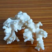 Lot de 3 morceaux de coraux