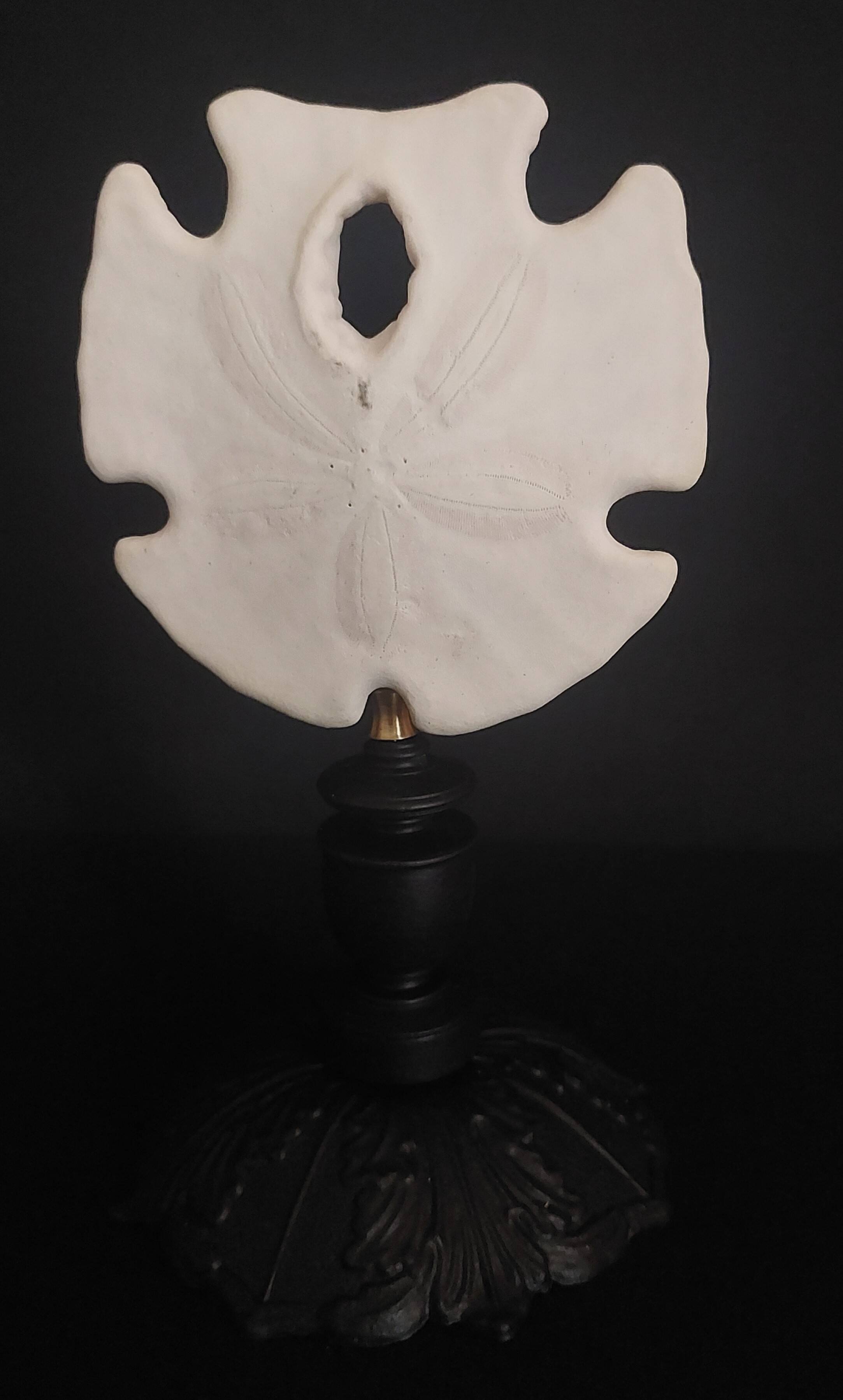 Cabinet of Curiosities sea urchin encope grandis on base