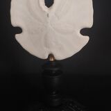 Cabinet of Curiosities sea urchin encope grandis on base