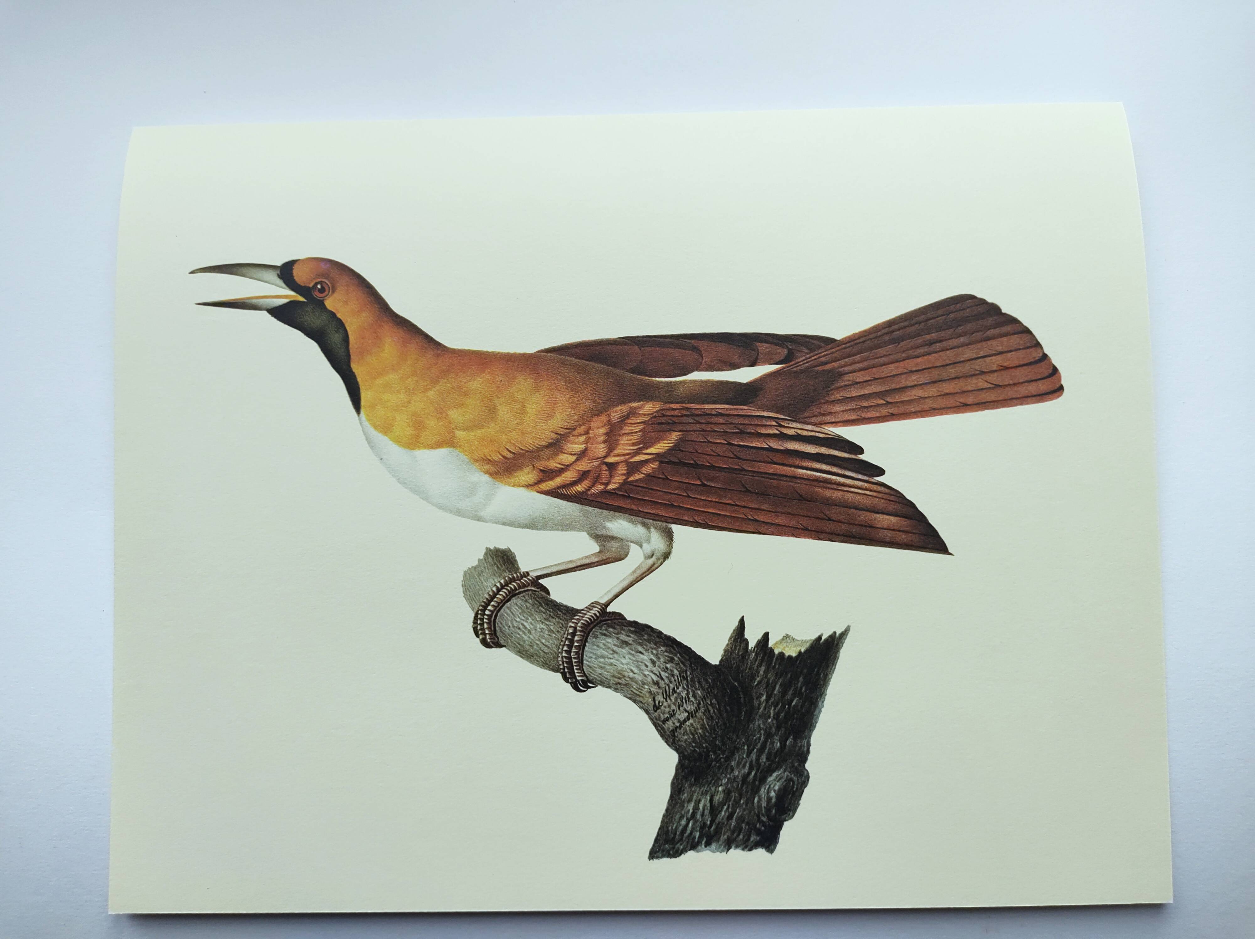 Planche ancienne -Petit Paradisier émeraude- Illustration zoologique