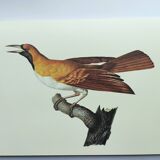 Old plate - Small Emerald Bird of Paradise - Zoological illustration