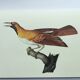 Planche ancienne -Petit Paradisier émeraude- Illustration zoologique