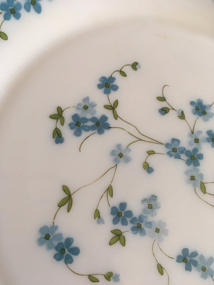 Flat plates myosotis veronica with small blue flowers